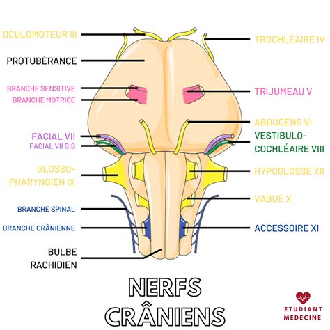 Les nerfs crâniens