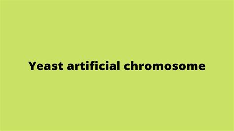 Yac Yeast Artificial Chromosome Genetic Engineering Youtube