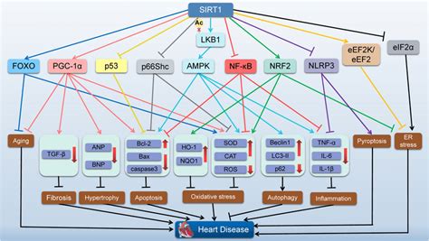 The Role Of Sirt1 In The Heart Diagram Showing Proposed Downstream Download Scientific Diagram