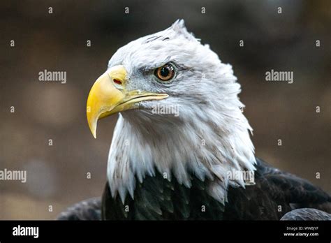 Vom Aussterben Bedrohter Adler Fotos Und Bildmaterial In Hoher