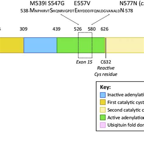 Simplified Representation Of The E E E Ubiquitin Activation Pathway