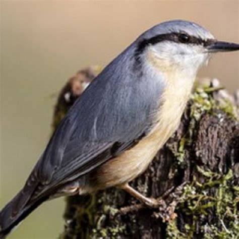 Accueillir Les Oiseaux Au Jardin Un Atelier Se Tient Samedi Le