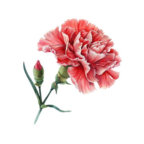 Premium Vector Beautiful Carnation Flower Vector Illustration In