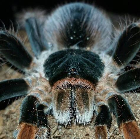 Tarantulas of the World | Tarantula Caresheets - Supplies - Information Tarantulas of the World ...