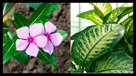 Pelmel Naufragio Fusi N Las Plantas Mas Venenosas Del Mundo Vuelo La