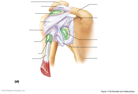 Shoulder Joint Diagram Quizlet