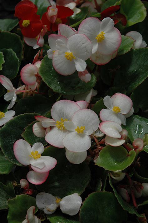 Ambassador Bicolor Begonia Begonia Ambassador Bicolor In Denver Centennial Littleton Aurora