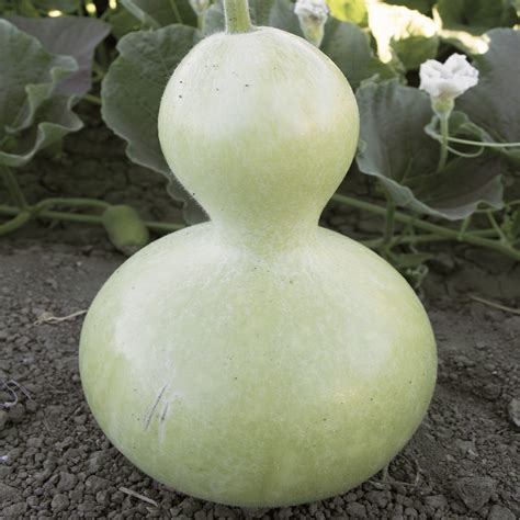 Birdhouse Bottle Gourd – Mary's Heirloom Seeds