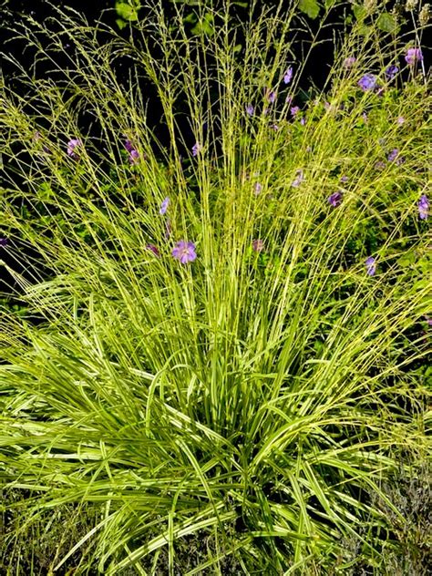 Variegated Moor Grass By Plantstoyouca