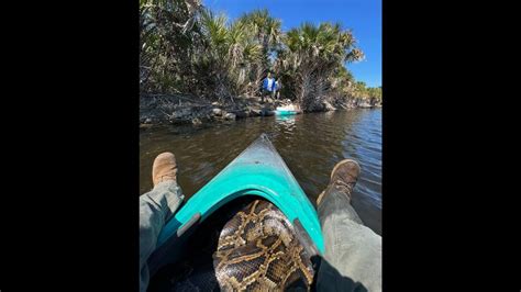 Tracker Program Finds Python Mating Balls Florida Team Says Biloxi Sun Herald