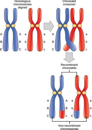 Crossing-Over (Meiosis) — Definition & Overview - Expii