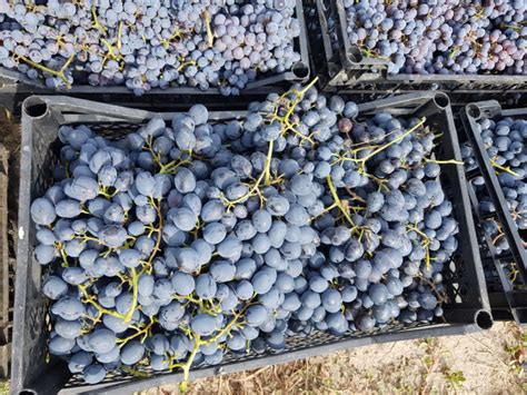 Продавам грозде за вино и десертно – АгроБорса | Agri.BG