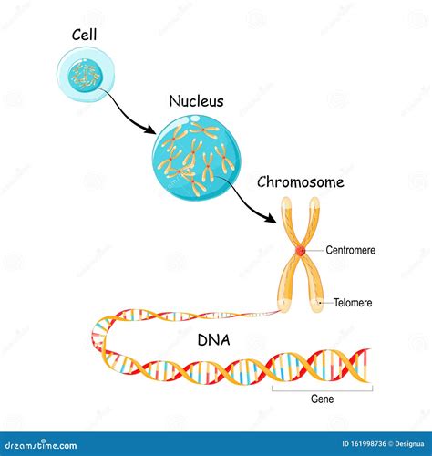 Von Gen Zu Dna Und Chromosom In Zellstruktur Genomsequenz Vektor