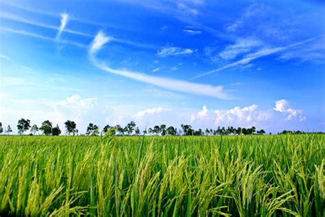 Sawah Padi Azfaryaacob Flickr