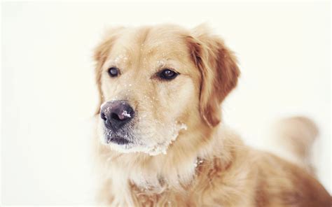 Puppies In Snow Wallpaper Wallpapersafari