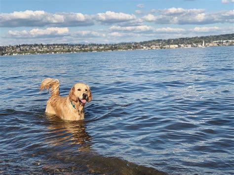 Best Dog Beaches on Lakes and Rivers - BringFido