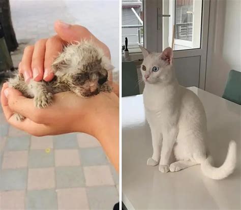 Owners Share Photos Of Their Cats Before And After Adoption And The