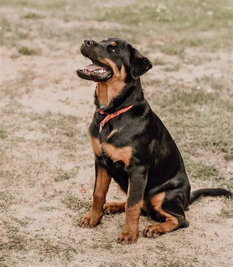 Adiestramiento Efectivo Para Tu Rottweiler Consejos Y Guía Educador De Perros