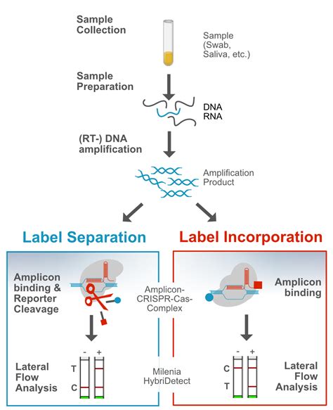 Crispr Cas Lateral Flow