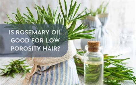 Is Rosemary Oil Good For Low Porosity Hair Haircarer