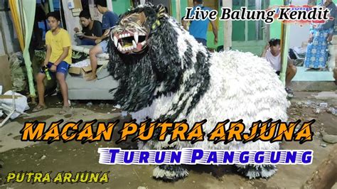 Atraksi MACAN PUTRA ARJUNA Turun Panggung Live Balung Kendit YouTube