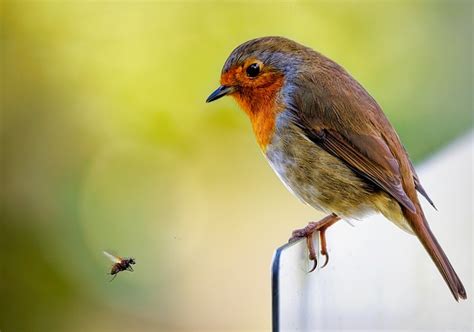 Robin Redbreast Bird Free Photo On Pixabay Pixabay