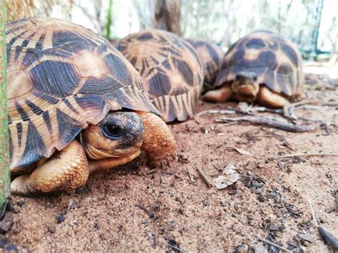 Zoo Views: The Plight of a Tortoise: Why Care? | Saint Louis Zoo