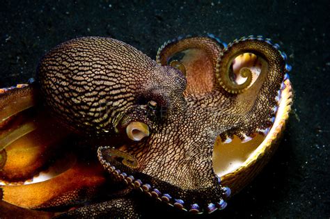 Amphioctopus Marginatus Also Known As The Coconut Octopus And Veined