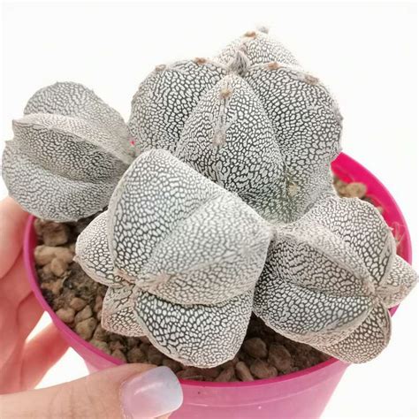 Astrophytum Myriostigma Cv Onzuka Quadricostatum F Prolifera 14 Cm