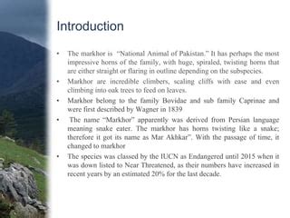 Markhor conservation and status in pakistan | PPT