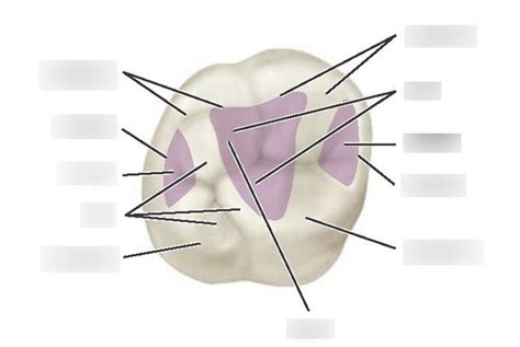 Landmarks Of The Permanent Maxillary Right First Molar Diagram Quizlet