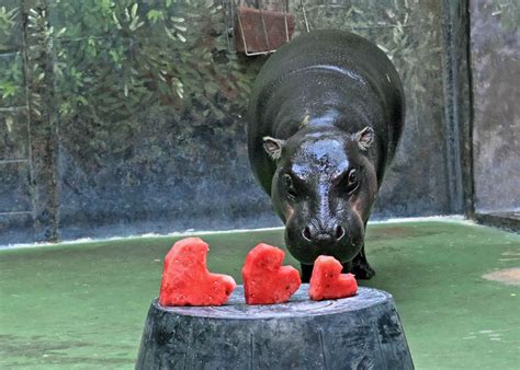 Brookfield Zoo animals celebrate Valentine’s Day with special ...