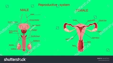 Realistic Set Male Female Human Reproductive Stock Vector Royalty Free