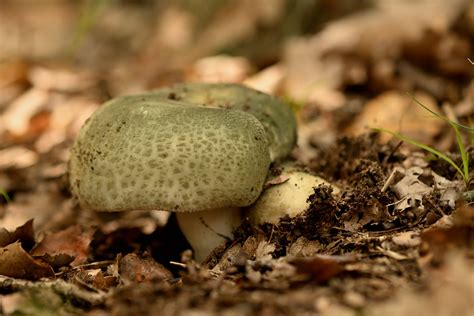 Russule Verdoyante Russula Virescens Peyott Flickr