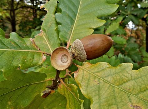 Fotos gratis árbol naturaleza bosque rama madera Fruta hoja