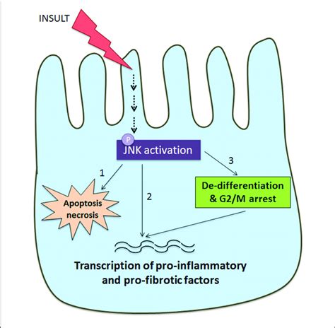 Schematic Diagram Of JNK Signaling In The Tubular Epithelial Cell