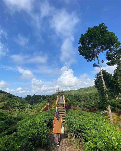 Kebun Teh Gunung Gambir Objek Wisata Alam Jember Dengan Banyak Spot