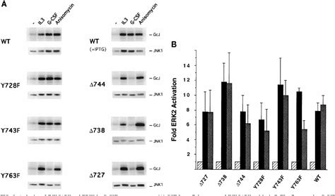 Figure From Mitogen Activated Protein Kinase Pathway Ras Dependent