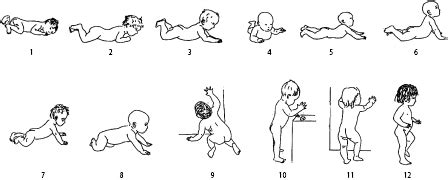 normale Entwicklung des Säuglings SpringerLink