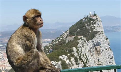 From Costa Del Sol Day Trip To Gibraltar With Guided Tour Getyourguide