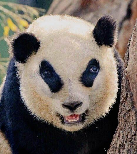 Scary Panda Bear