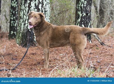 Blind Chocolate Labrador Dog Outdoors On A Leash Stock Photo Image Of