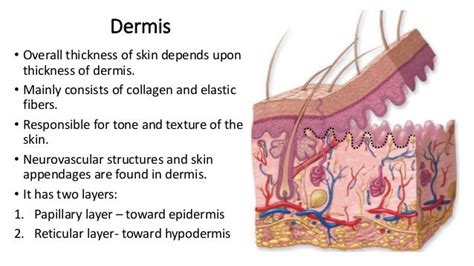 Histology of skin and its appendages.