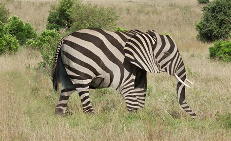 Elephant With Zebra Camouflage Photograph by Buena Vista Images - Pixels