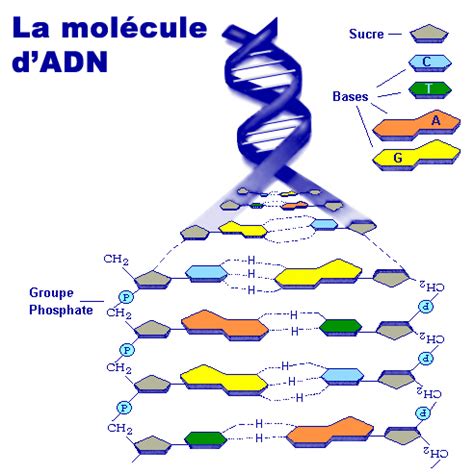 L Anatomie Et Les Fonctions Des Cellules