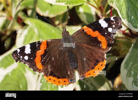 Red Admiral Vanessa Atalanta Uk Stock Photo Alamy