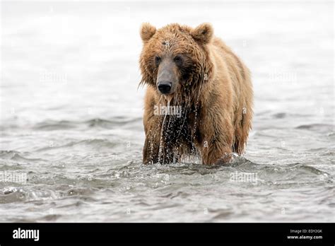 brown bear fishing for salmon Stock Photo - Alamy