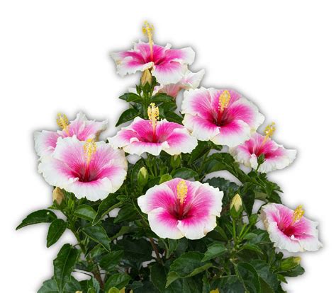 Hibiscus Pink Annuals At Lowes