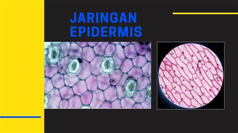 Jaringan Epidermis Pada Tumbuhan Biologi Kelas Xi Youtube