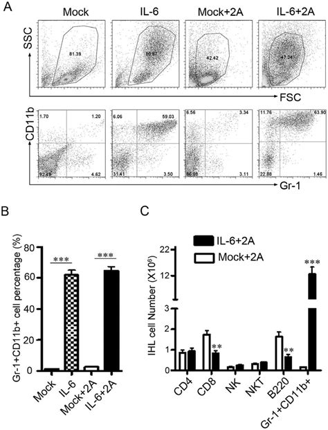 Gr1 CD11b Myeloid Cells Are Dramatically Increased In The Liver